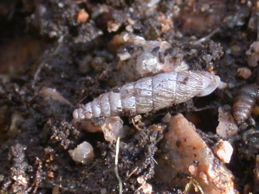 Cocholodina kuesteri